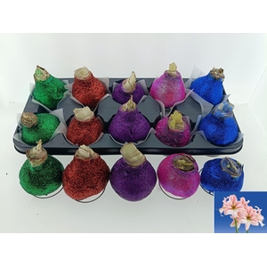 BLOEMBOL HIPPEASTRUM