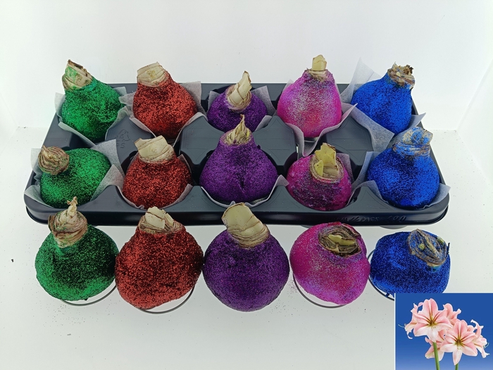 <h4>BLOEMBOL HIPPEASTRUM</h4>