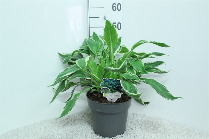 <h4>Hosta   ...</h4>