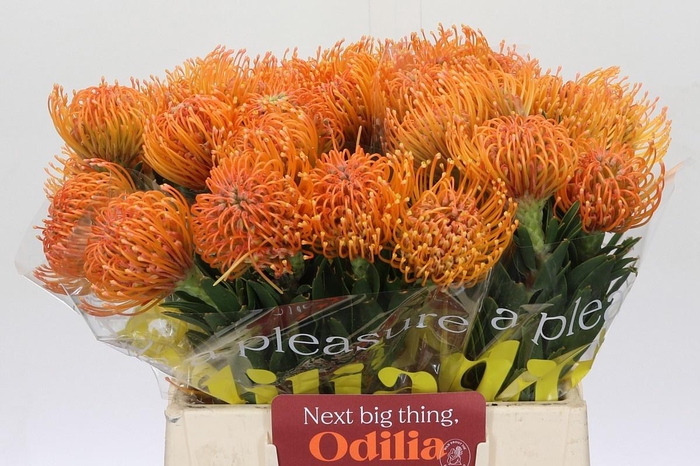 <h4>LEUCO AYOBA PEACH</h4>