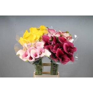 Zantedeschia mix in bucket