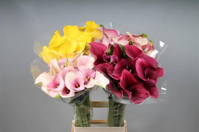 <h4>Zantedeschia mix in bucket</h4>