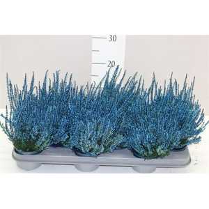 Calluna Picasso Blauw Geverfd