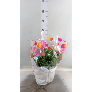 Chrysanthemum  'Skyfall'  ..mix