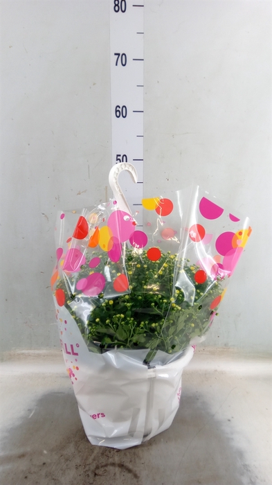 <h4>Chrysanthemum  'Skyfall'  ..mix</h4>