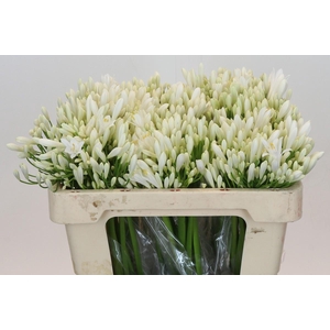 Agapanthus EYFORI White