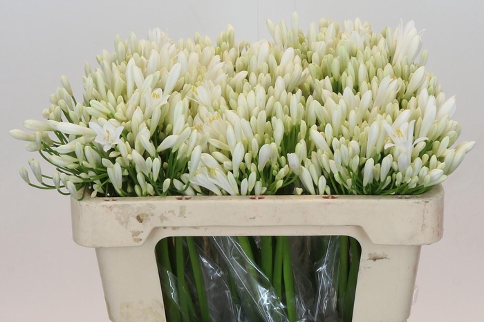 <h4>Agapanthus EYFORI White</h4>