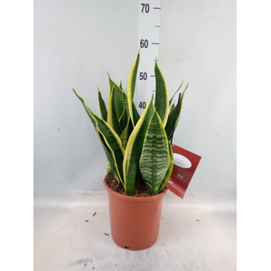 Sansevieria trifa. 'Laurentii'