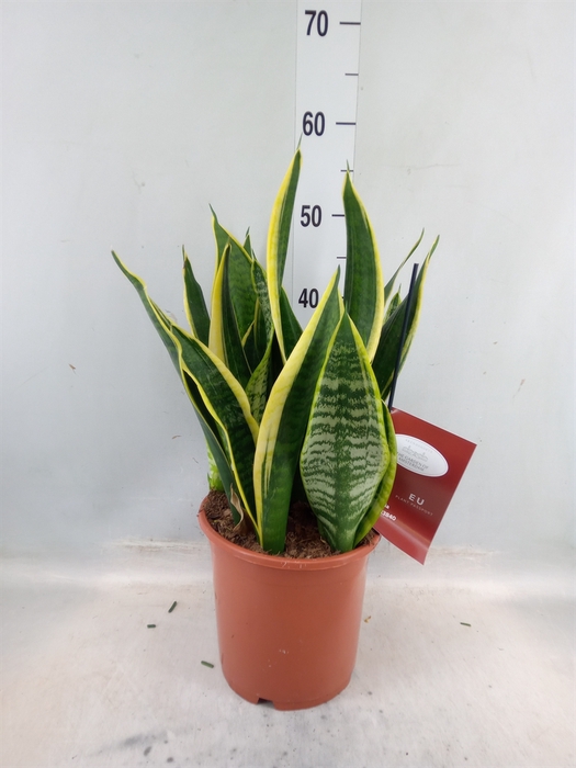 <h4>Sansevieria trifa. 'Laurentii'</h4>