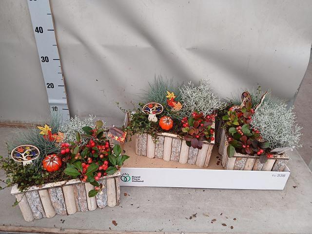 <h4>ARR TUINPLANTEN</h4>