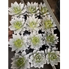 ECHEV RAINBOW WHITE