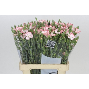 Dianthus Sp Symply Strike