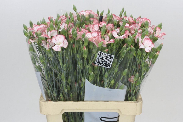<h4>Dianthus Sp Symply Strike</h4>