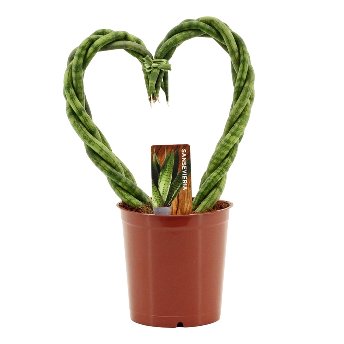 <h4>Sansevieria Cylindrica 12 cm Heart</h4>