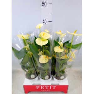 Anthurium andr. 'Vanilla'