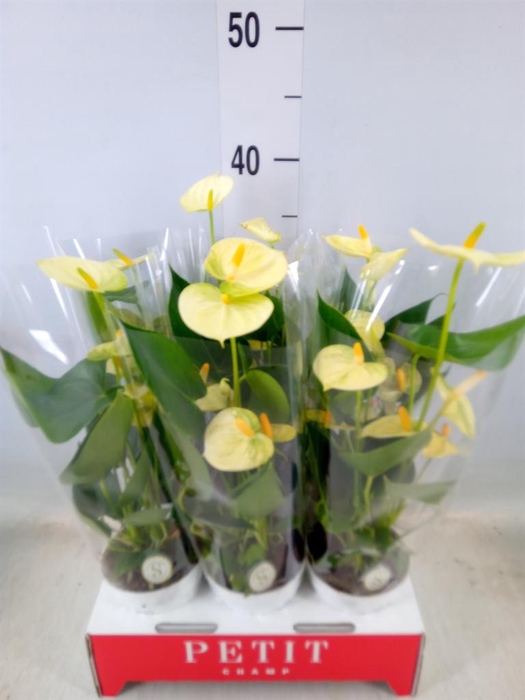 <h4>Anthurium andr. 'Vanilla'</h4>