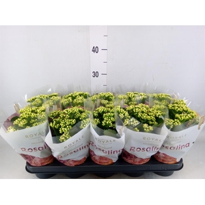 Kalanchoe blos. 'RosDon Dione'