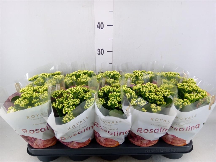 <h4>Kalanchoe blos. 'RosDon Dione'</h4>