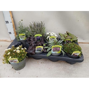 VASTE PLANT GEM 6 SO