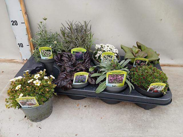 <h4>VASTE PLANT GEM 6 SO</h4>