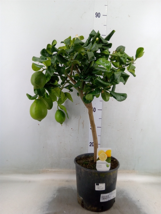 <h4>Citrus   ...</h4>