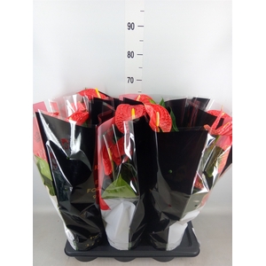 Anthurium andr. 'Madural'