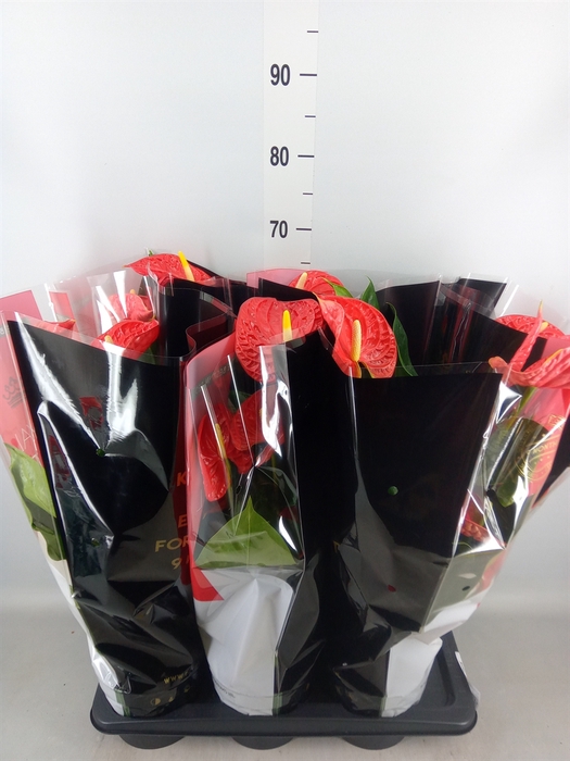 <h4>Anthurium andr. 'Madural'</h4>