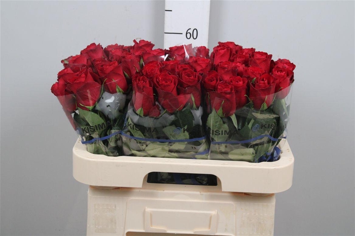 <h4>R Gr Madam Red</h4>