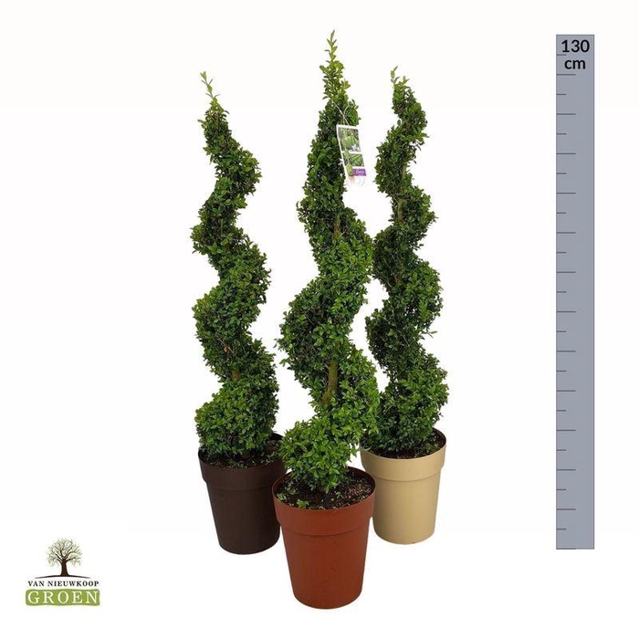 <h4>Buxus sempervirens Spiraal 100-120</h4>