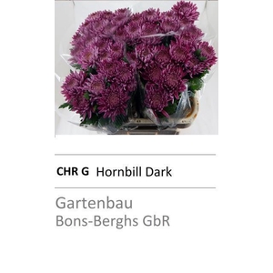 CHR G HORNBILL DARK