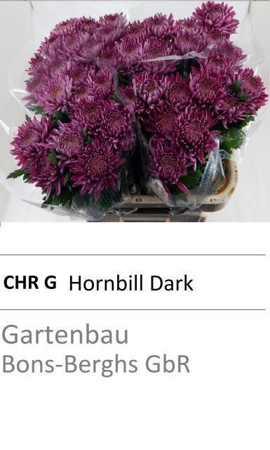 <h4>CHR G HORNBILL DARK</h4>