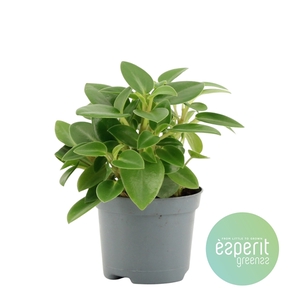 Peperomia Pixie Green