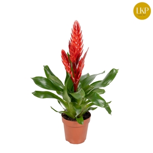 Vriesea Style Rood (Met Hoes)