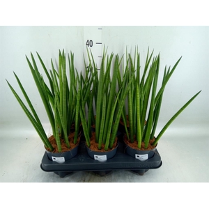 Sansevieria cyl.  ...