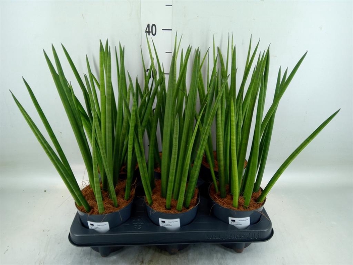 <h4>Sansevieria cyl.  ...</h4>