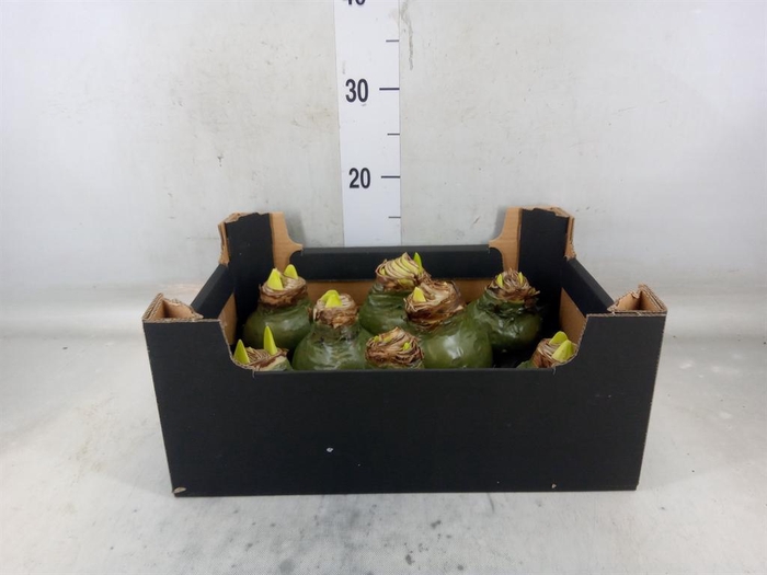 <h4>Hippeastrum   ...waxed H%</h4>