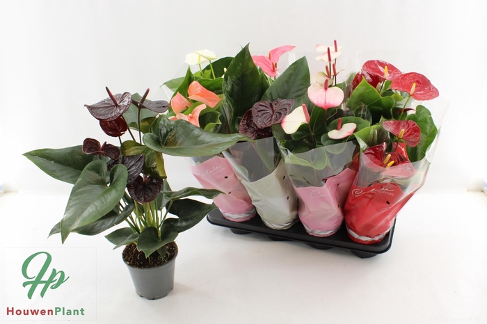 <h4>ANTHU AN GEM 5 KL</h4>