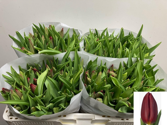 <h4>TU EN STRONG LOVE</h4>