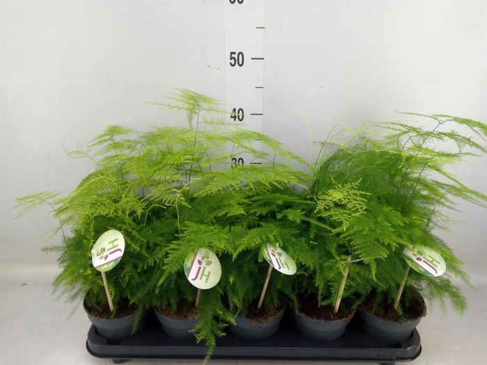 <h4>Asparagus setaceus</h4>