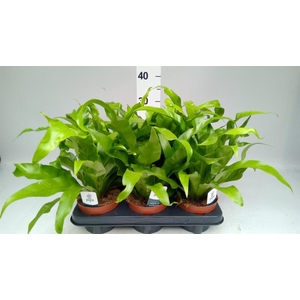 Asplenium antiquum