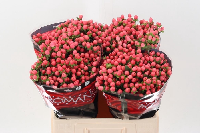 <h4>Hyp Sweet Rom 60cm</h4>