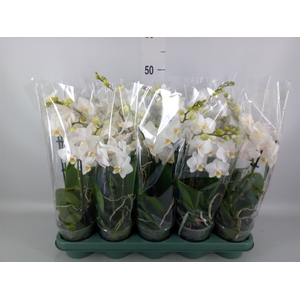 Phalaenopsis multi.   ...white