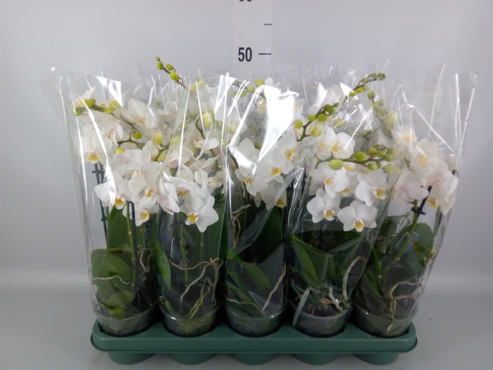 <h4>Phalaenopsis multi.   ...white</h4>