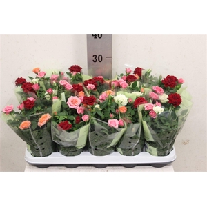 Rosa Kordana mélangé dans pot