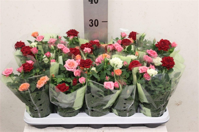 <h4>Rosa Kordana mélangé dans pot</h4>