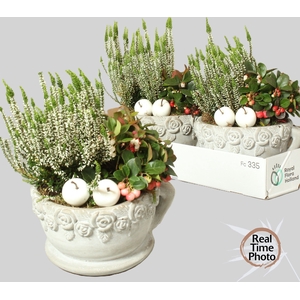 ARR TUINPLANTEN
