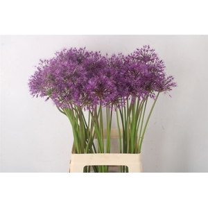Allium Kleinbloemig X60