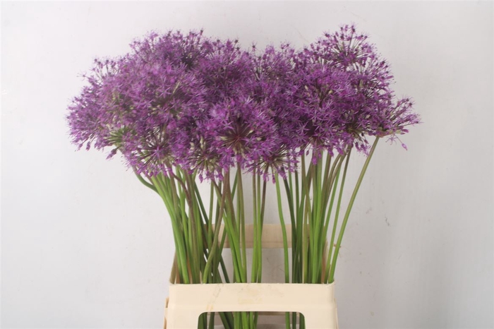 <h4>Allium Kleinbloemig X60</h4>