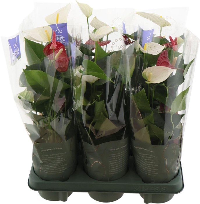 <h4>Anthu An Red & White Duo Kl Pp</h4>