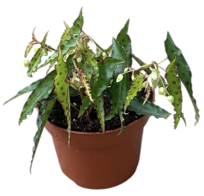 <h4>Begonia amphioxis</h4>